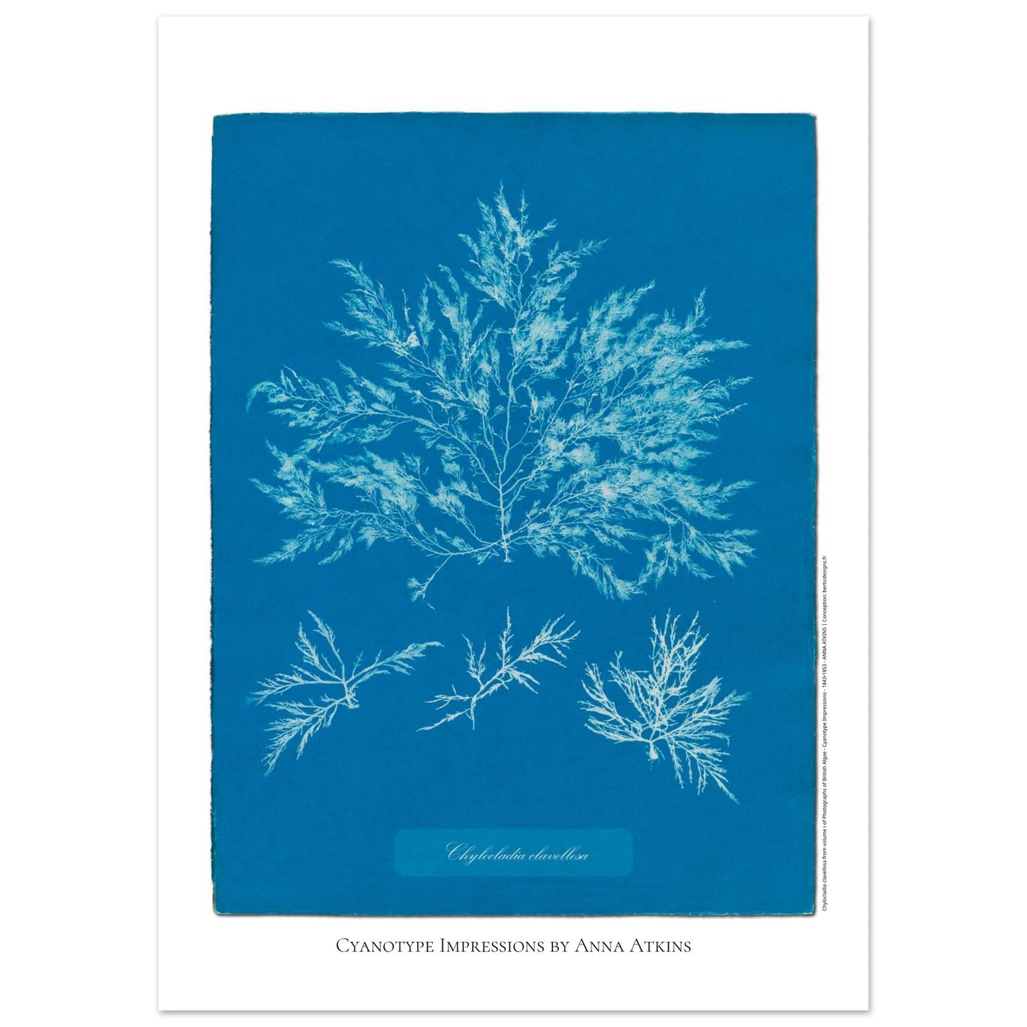 Chylocladia clavellosa — Étude botanique cyanotype par Anna Atkins (50x70 cm). Reproduction d'une algue 'Chylocladia clavellosa' réalisée par cyanotype par Anna Atkins sur un fond bleu vif, présentant plusieurs spécimens.