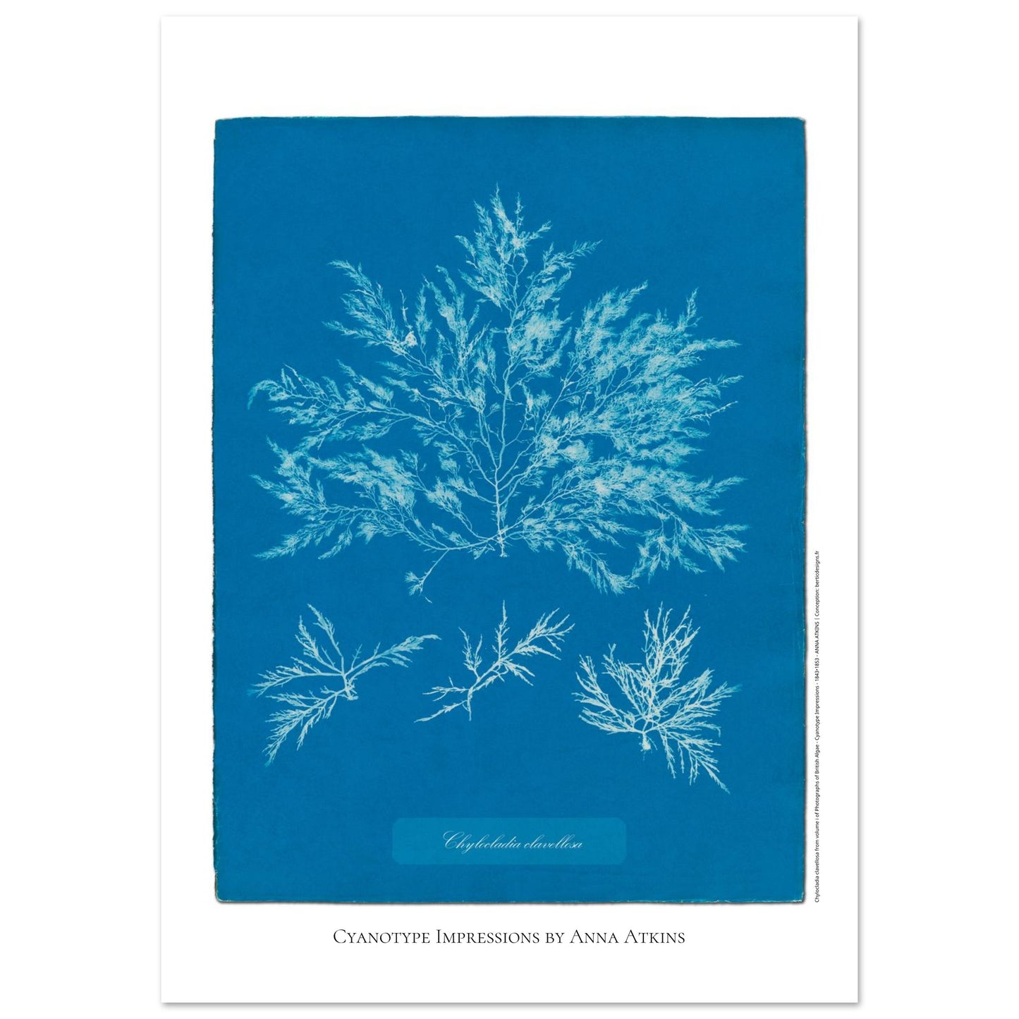 Chylocladia clavellosa — Étude botanique cyanotype par Anna Atkins (59,4x84,1 cm (A1)). Reproduction d'une algue 'Chylocladia clavellosa' réalisée par cyanotype par Anna Atkins sur un fond bleu vif, présentant plusieurs spécimens.