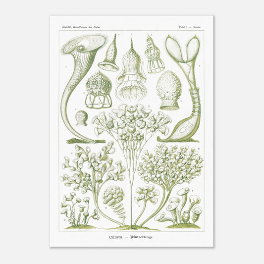 Planche de Ciliés (Stentor), Ernst Haeckel (42x59,4 cm (A2)). Planche scientifique et botanique du XIXe siècle illustrant des Ciliata (protozoaires) avec des représentations de différents spécimens, certains en forme de trompette et d'autres ramifiés.