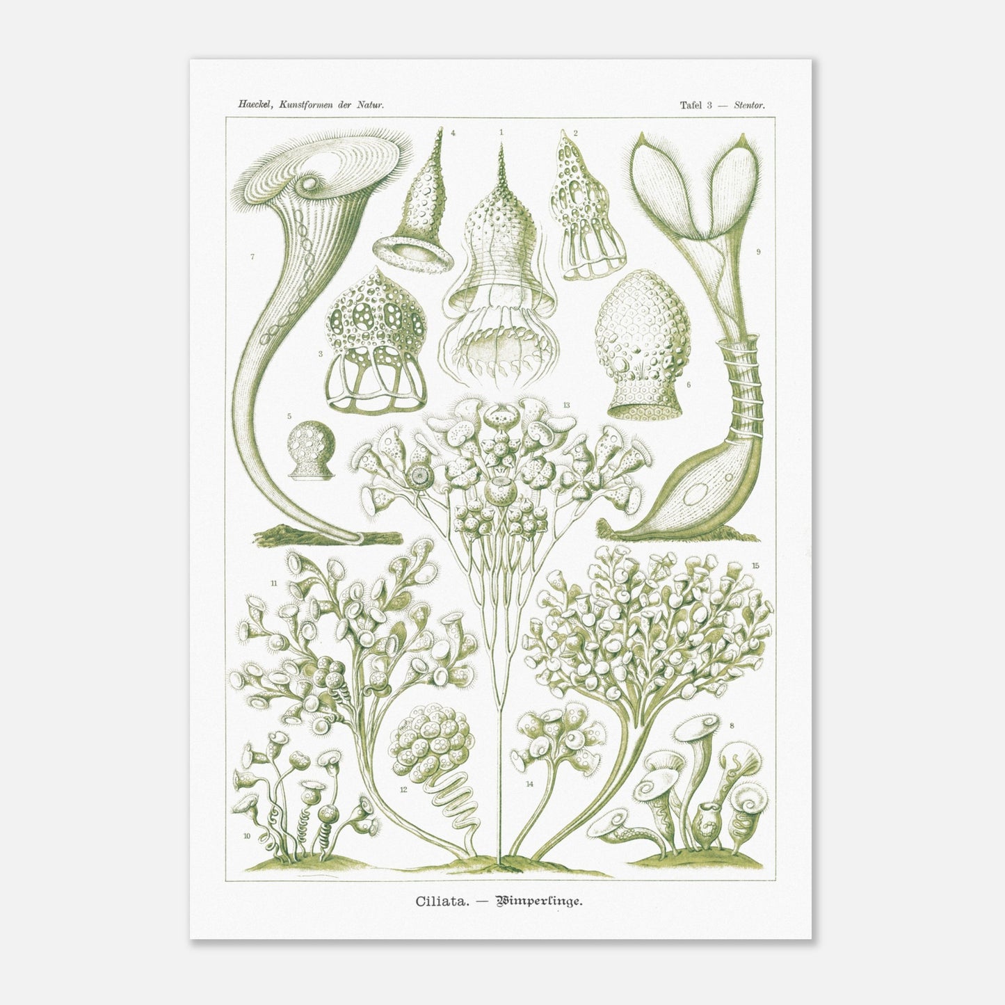 Planche de Ciliés (Stentor), Ernst Haeckel (59,4x84,1 cm (A1)). Planche scientifique et botanique du XIXe siècle illustrant des Ciliata (protozoaires) avec des représentations de différents spécimens, certains en forme de trompette et d'autres ramifiés.