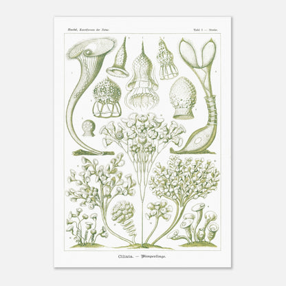 Planche de Ciliés (Stentor), Ernst Haeckel (59,4x84,1 cm (A1)). Planche scientifique et botanique du XIXe siècle illustrant des Ciliata (protozoaires) avec des représentations de différents spécimens, certains en forme de trompette et d'autres ramifiés.