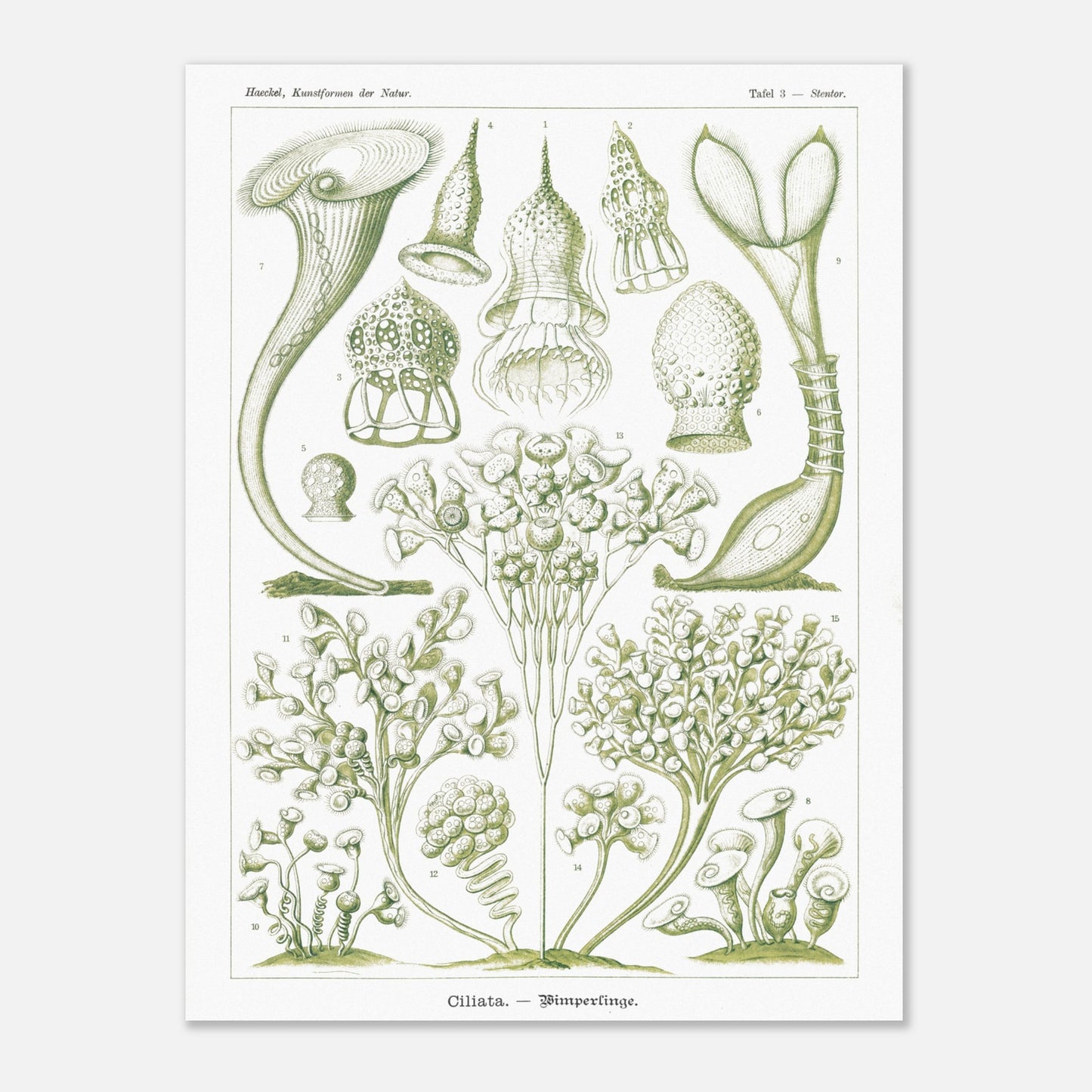 Planche de Ciliés (Stentor), Ernst Haeckel (60x80 cm). Planche scientifique et botanique du XIXe siècle illustrant des Ciliata (protozoaires) avec des représentations de différents spécimens, certains en forme de trompette et d'autres ramifiés.