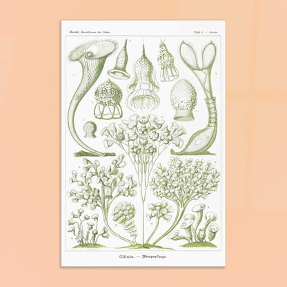 Planche de Ciliés (Stentor), Ernst Haeckel. Planche scientifique et botanique du XIXe siècle illustrant des Ciliata (protozoaires) avec des représentations de différents spécimens, certains en forme de trompette et d'autres ramifiés. Image d'illustration 8
