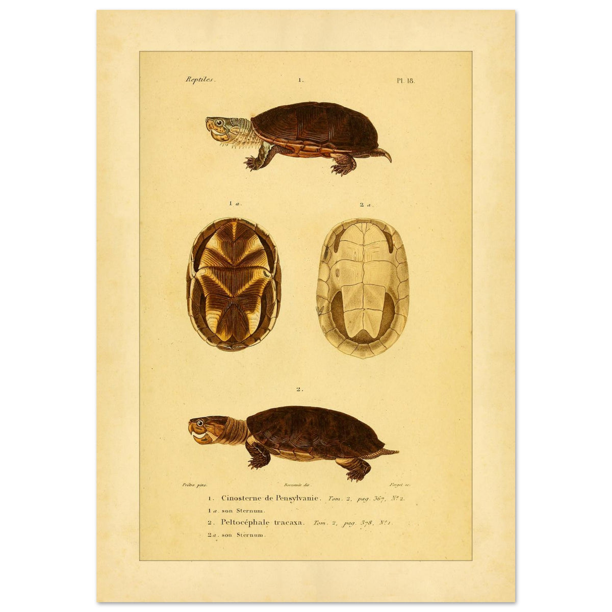 Pennsylvania Mud Turtle and Tracaxa: Antique Turtle Illustrations (21x29,7 cm (A4)). Naturalist illustration plate of two turtles: a Pennsylvania mud turtle and a tracaxa sideneck turtle, with views of their plastrons.