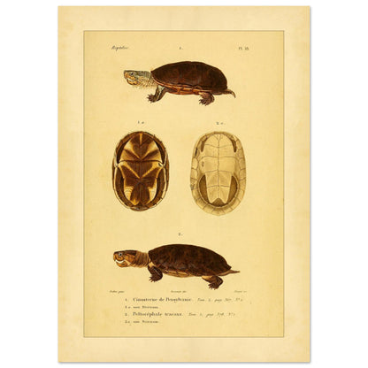 Pennsylvania Mud Turtle and Tracaxa: Antique Turtle Illustrations (21x29,7 cm (A4)). Naturalist illustration plate of two turtles: a Pennsylvania mud turtle and a tracaxa sideneck turtle, with views of their plastrons.