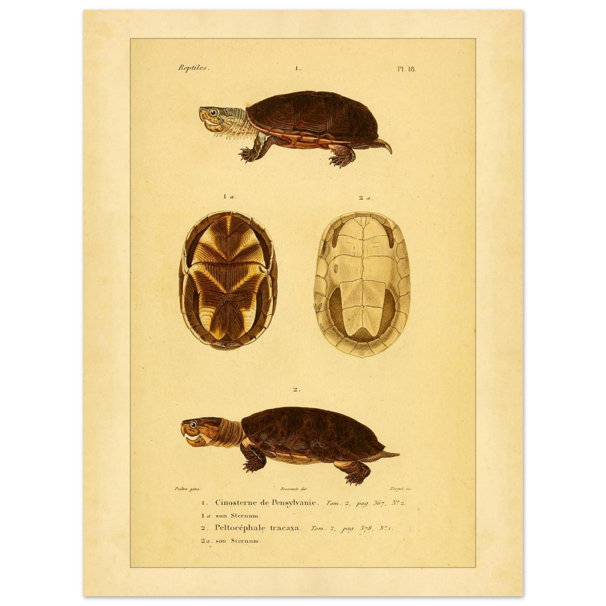 Pennsylvania Mud Turtle and Tracaxa: Antique Turtle Illustrations (30x40 cm). Naturalist illustration plate of two turtles: a Pennsylvania mud turtle and a tracaxa sideneck turtle, with views of their plastrons.
