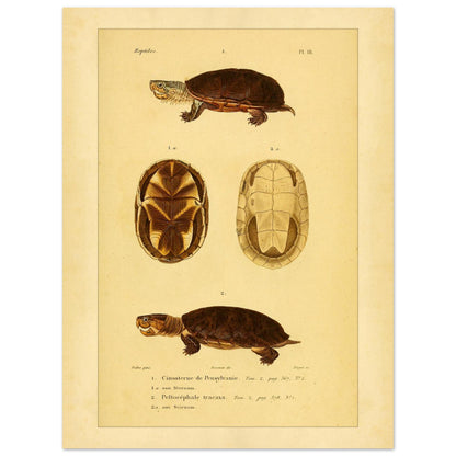 Pennsylvania Mud Turtle and Tracaxa: Antique Turtle Illustrations (30x40 cm). Naturalist illustration plate of two turtles: a Pennsylvania mud turtle and a tracaxa sideneck turtle, with views of their plastrons.