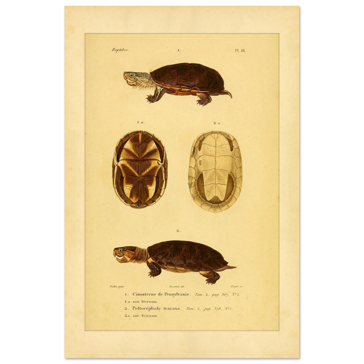 Pennsylvania Mud Turtle and Tracaxa: Antique Turtle Illustrations (40x60 cm). Naturalist illustration plate of two turtles: a Pennsylvania mud turtle and a tracaxa sideneck turtle, with views of their plastrons.