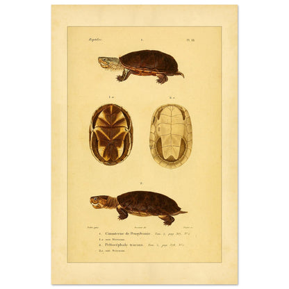 Pennsylvania Mud Turtle and Tracaxa: Antique Turtle Illustrations (40x60 cm). Naturalist illustration plate of two turtles: a Pennsylvania mud turtle and a tracaxa sideneck turtle, with views of their plastrons.