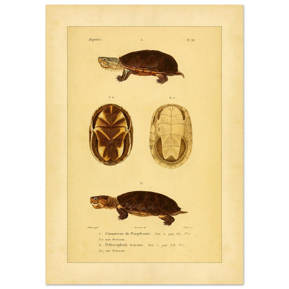 Pennsylvania Mud Turtle and Tracaxa: Antique Turtle Illustrations (42x59,4 cm (A2)). Naturalist illustration plate of two turtles: a Pennsylvania mud turtle and a tracaxa sideneck turtle, with views of their plastrons.