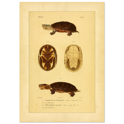 Pennsylvania Mud Turtle and Tracaxa: Antique Turtle Illustrations (42x59,4 cm (A2)). Naturalist illustration plate of two turtles: a Pennsylvania mud turtle and a tracaxa sideneck turtle, with views of their plastrons.