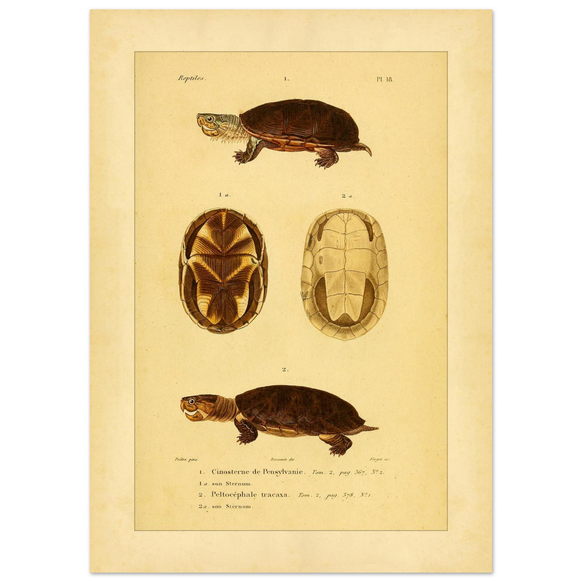 Pennsylvania Mud Turtle and Tracaxa: Antique Turtle Illustrations (50x70 cm). Naturalist illustration plate of two turtles: a Pennsylvania mud turtle and a tracaxa sideneck turtle, with views of their plastrons.