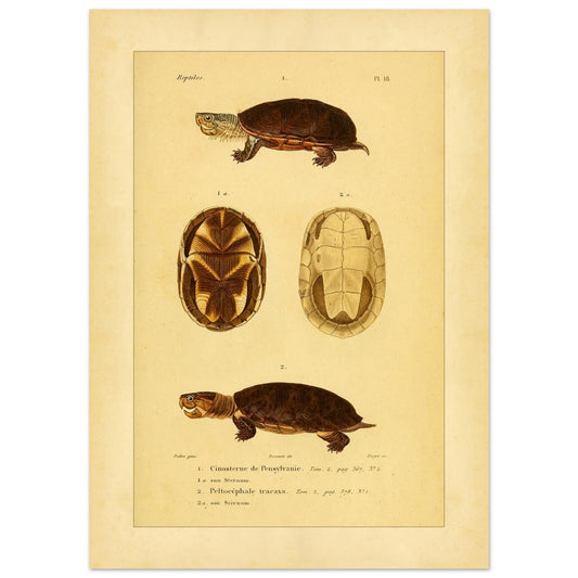Pennsylvania-Klappschildkröte und Tracaxa: Antike Schildkröten (50x70 cm). Naturhistorische Illustration von zwei Schildkröten: einer Pennsylvania-Klappschildkröte und einer Tracaxa-Krötenkopfschildkröte, mit Ansichten ihrer Bauchpanzer.