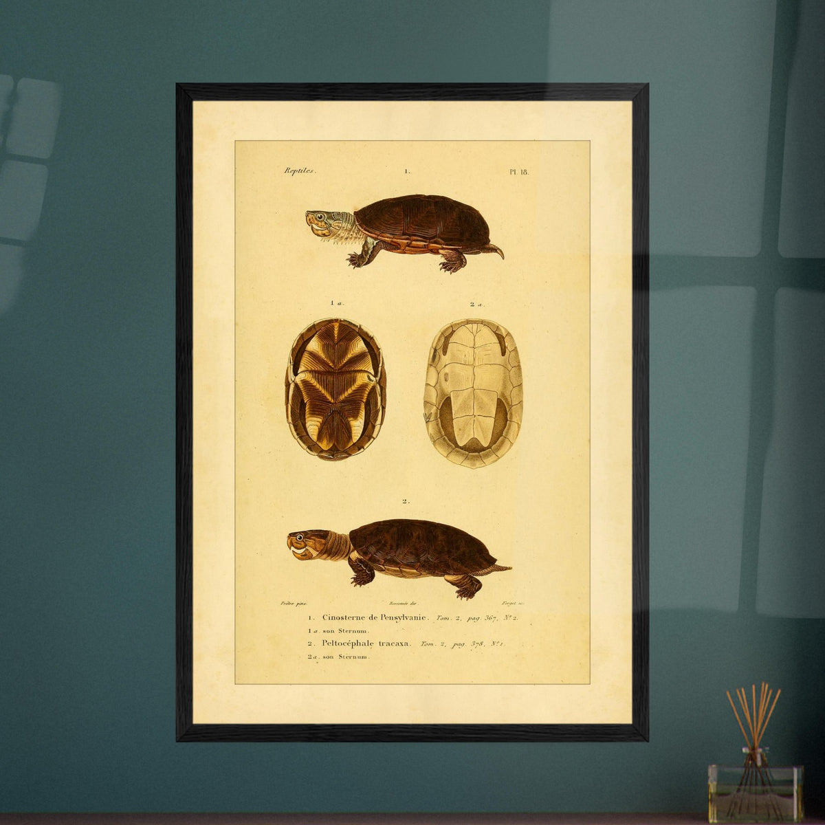 Pennsylvania Mud Turtle and Tracaxa: Antique Turtle Illustrations. Naturalist illustration plate of two turtles: a Pennsylvania mud turtle and a tracaxa sideneck turtle, with views of their plastrons.