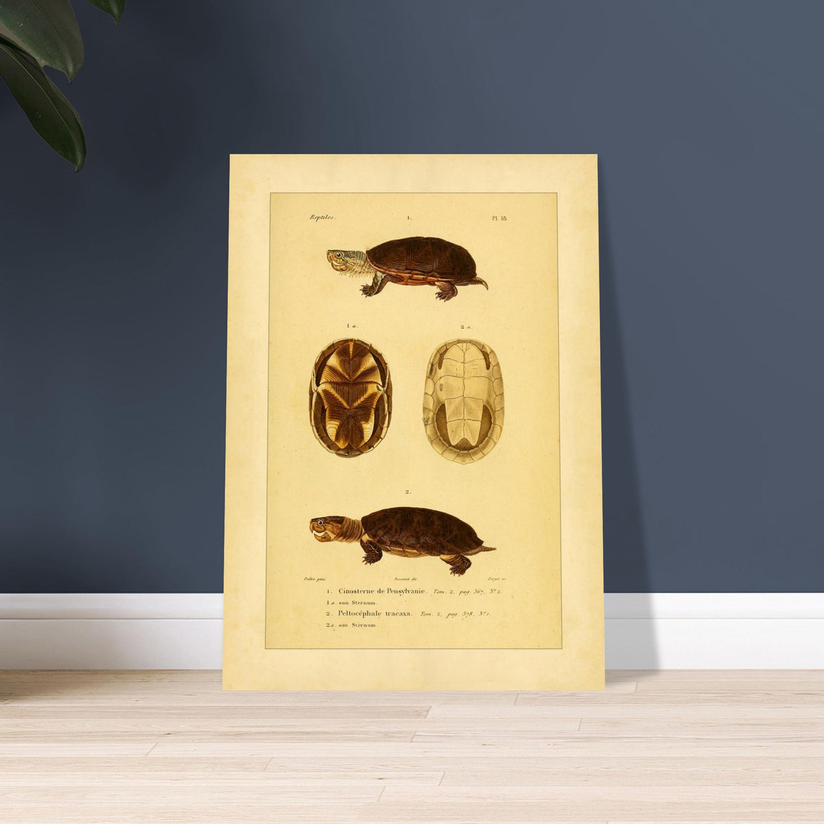 Pennsylvania Mud Turtle and Tracaxa: Antique Turtle Illustrations. Naturalist illustration plate of two turtles: a Pennsylvania mud turtle and a tracaxa sideneck turtle, with views of their plastrons.