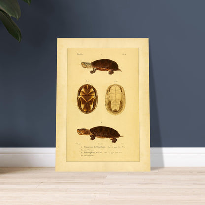 Pennsylvania Mud Turtle and Tracaxa: Antique Turtle Illustrations. Naturalist illustration plate of two turtles: a Pennsylvania mud turtle and a tracaxa sideneck turtle, with views of their plastrons.