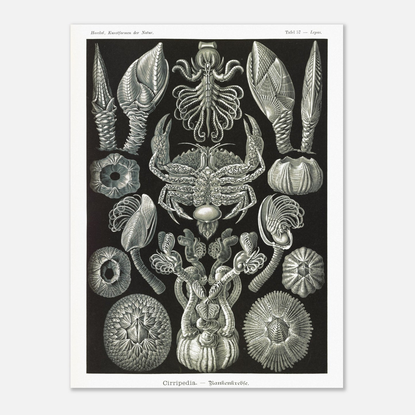 Illustration de Cirripèdes, gravure naturaliste d'Ernst Haeckel (30x40 cm). Gravure ancienne représentant diverses espèces de cirripèdes (crustacés sessiles) tels que des balanes et un crabe, sur fond noir.