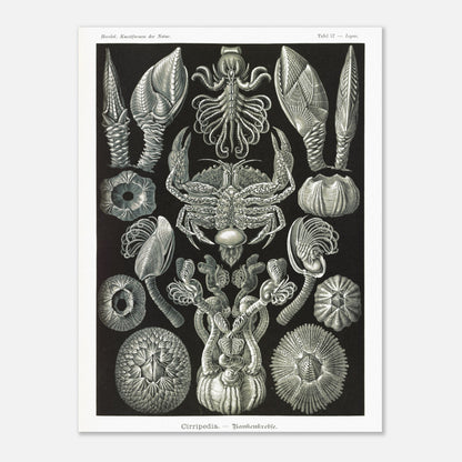 Illustration de Cirripèdes, gravure naturaliste d'Ernst Haeckel (30x40 cm). Gravure ancienne représentant diverses espèces de cirripèdes (crustacés sessiles) tels que des balanes et un crabe, sur fond noir.