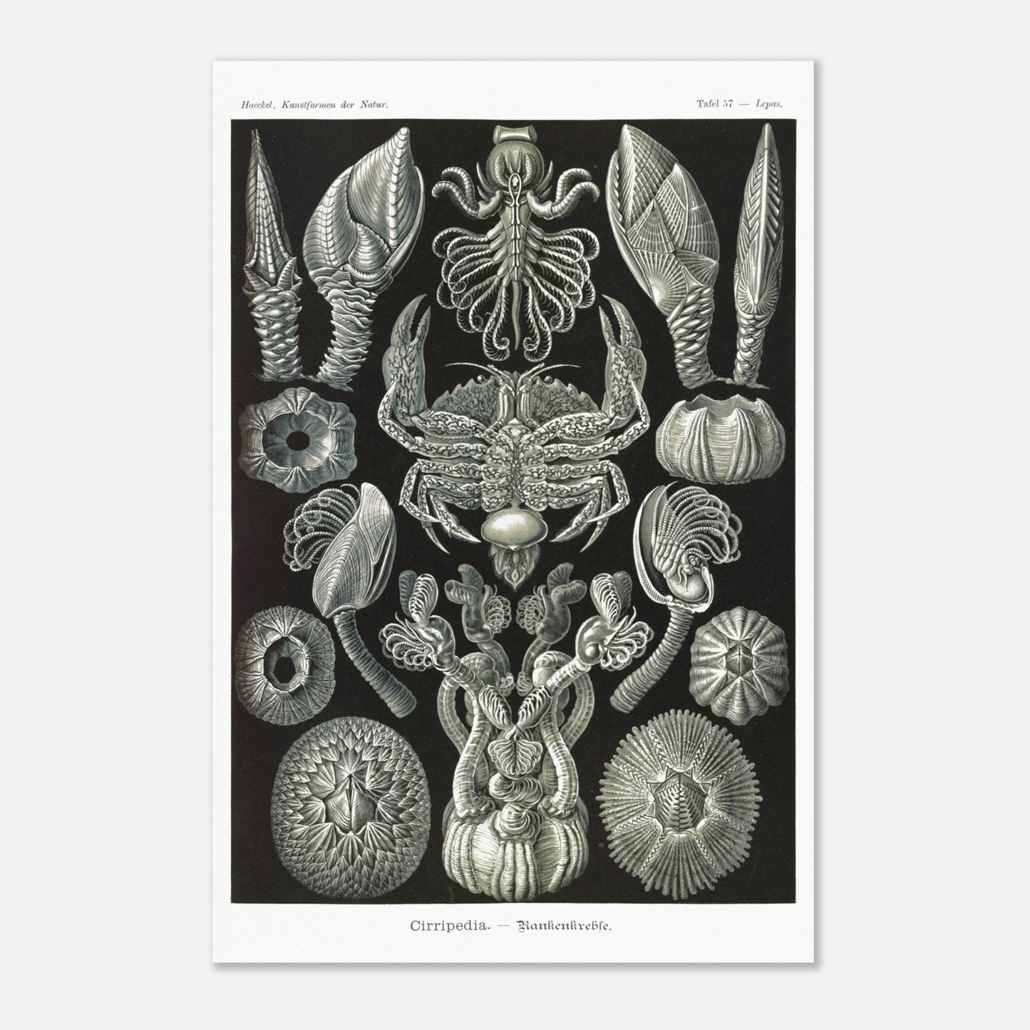 Illustration de Cirripèdes, gravure naturaliste d'Ernst Haeckel (40x60 cm). Gravure ancienne représentant diverses espèces de cirripèdes (crustacés sessiles) tels que des balanes et un crabe, sur fond noir.