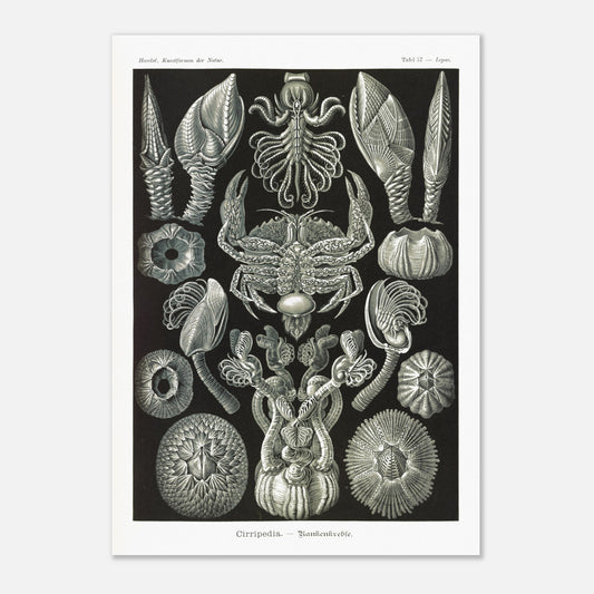 Illustration de Cirripèdes, gravure naturaliste d'Ernst Haeckel (42x59,4 cm (A2)). Gravure ancienne représentant diverses espèces de cirripèdes (crustacés sessiles) tels que des balanes et un crabe, sur fond noir.