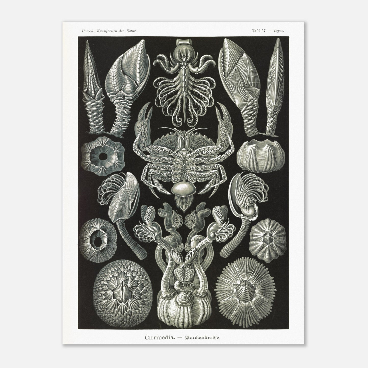 Illustration de Cirripèdes, gravure naturaliste d'Ernst Haeckel (60x80 cm). Gravure ancienne représentant diverses espèces de cirripèdes (crustacés sessiles) tels que des balanes et un crabe, sur fond noir.