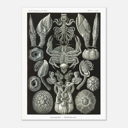 Illustration de Cirripèdes, gravure naturaliste d'Ernst Haeckel (60x80 cm). Gravure ancienne représentant diverses espèces de cirripèdes (crustacés sessiles) tels que des balanes et un crabe, sur fond noir.