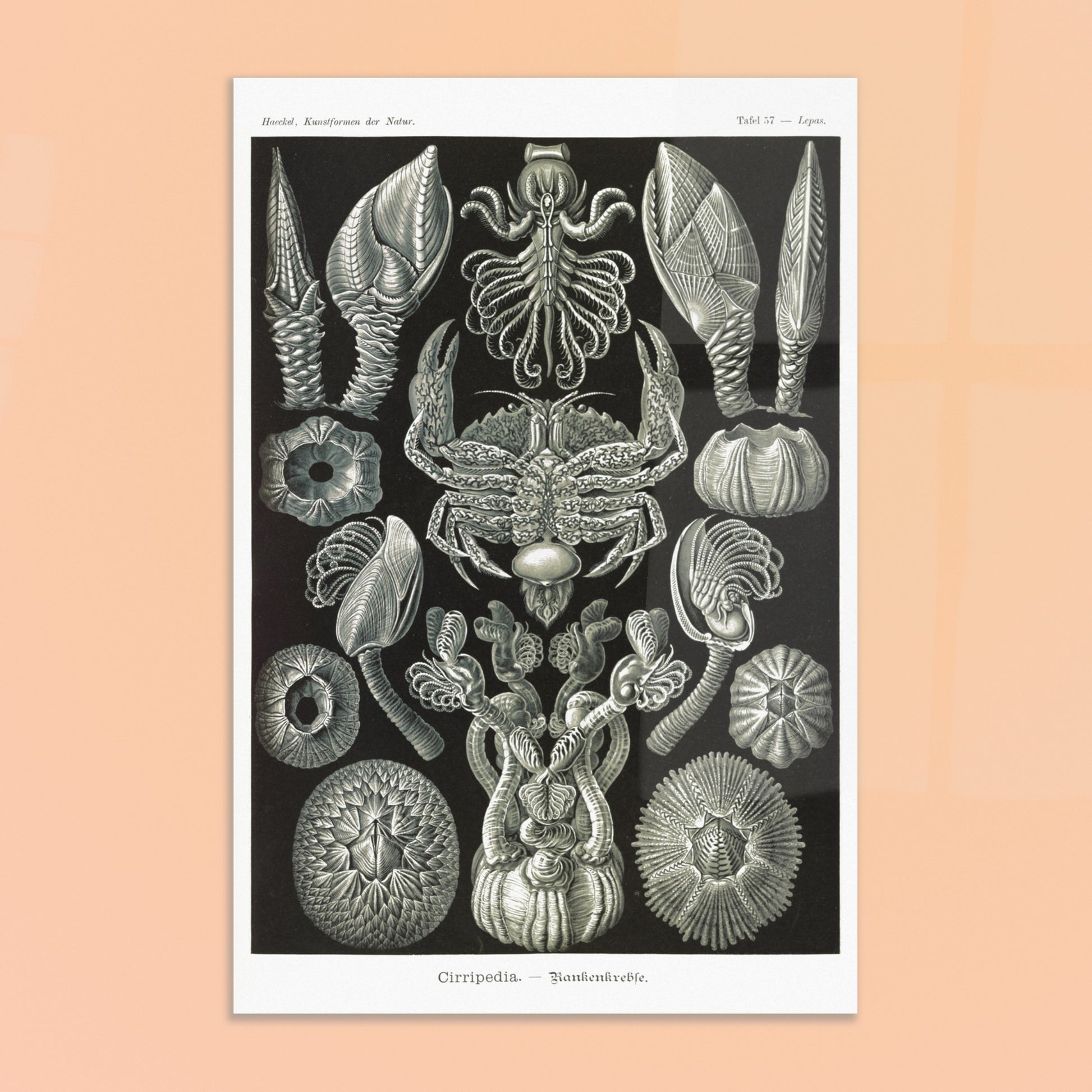 Illustration de Cirripèdes, gravure naturaliste d'Ernst Haeckel. Gravure ancienne représentant diverses espèces de cirripèdes (crustacés sessiles) tels que des balanes et un crabe, sur fond noir. Image d'illustration 8
