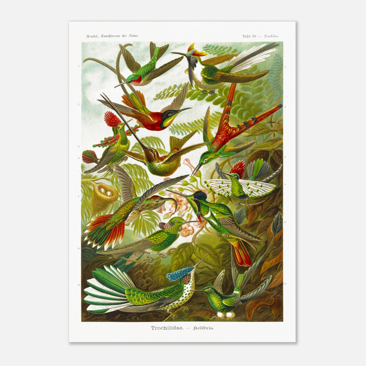 Planche de colibris ancienne par Ernst Haeckel - Kunstformen der Natur (29,7x42 cm (A3)). Illustration naturaliste par Ernst Haeckel, représentant une scène de colibris parmi la végétation.