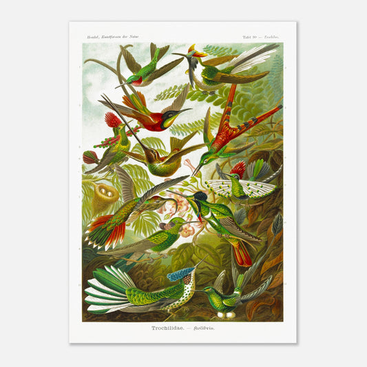 Planche de colibris ancienne par Ernst Haeckel - Kunstformen der Natur (42x59,4 cm (A2)). Illustration naturaliste par Ernst Haeckel, représentant une scène de colibris parmi la végétation.