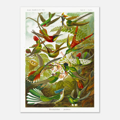 Planche de colibris ancienne par Ernst Haeckel - Kunstformen der Natur (60x80 cm). Illustration naturaliste par Ernst Haeckel, représentant une scène de colibris parmi la végétation.