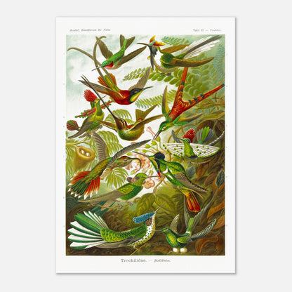 Planche de colibris ancienne par Ernst Haeckel - Kunstformen der Natur (70x100 cm). Illustration naturaliste par Ernst Haeckel, représentant une scène de colibris parmi la végétation.