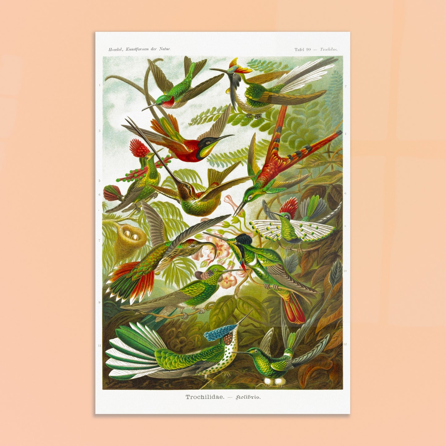 Planche de colibris ancienne par Ernst Haeckel - Kunstformen der Natur. Illustration naturaliste par Ernst Haeckel, représentant une scène de colibris parmi la végétation. Image d'illustration 8