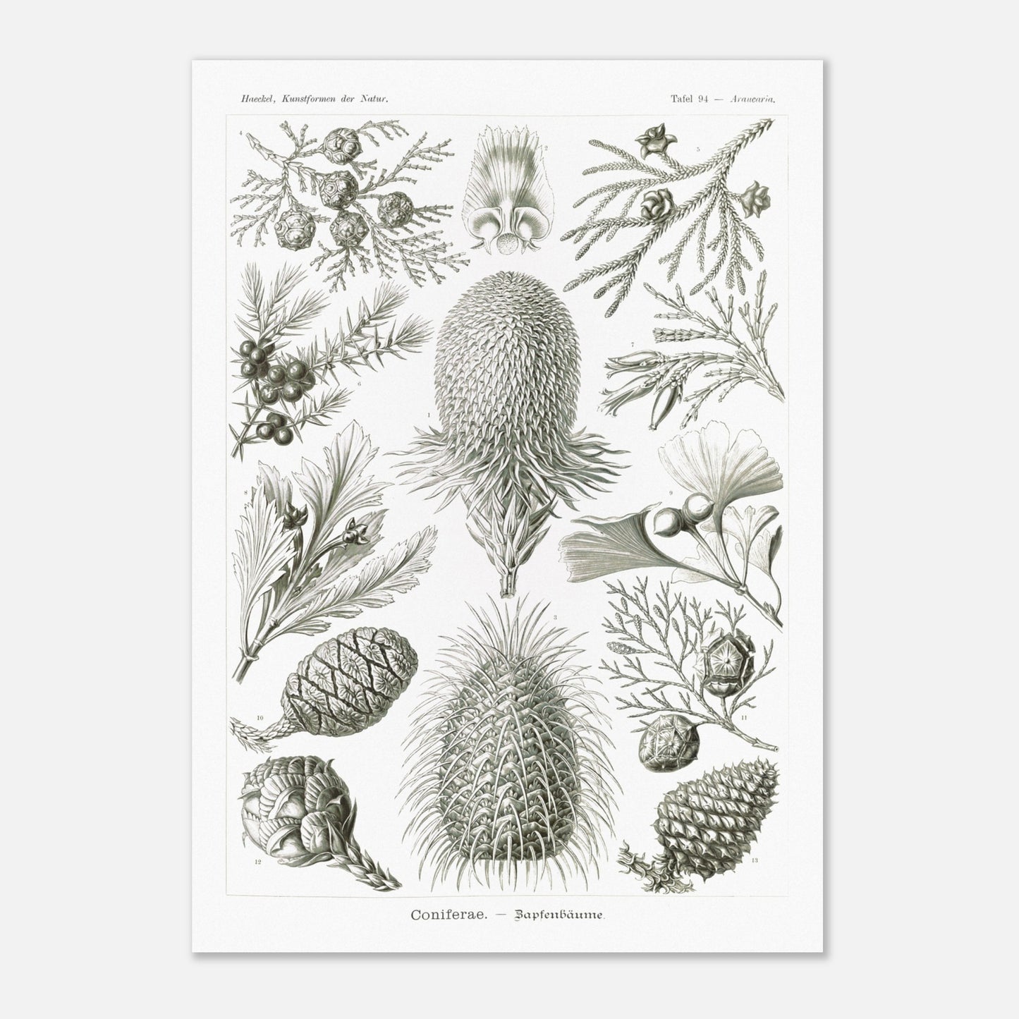 Planche botanique de conifères par Ernst Haeckel (29,7x42 cm (A3)). Planche naturaliste d'Ernst Haeckel présentant diverses espèces de conifères et de cônes, avec des illustrations numérotées de branches, feuilles et cônes de différentes tailles et formes, sur fond blanc.