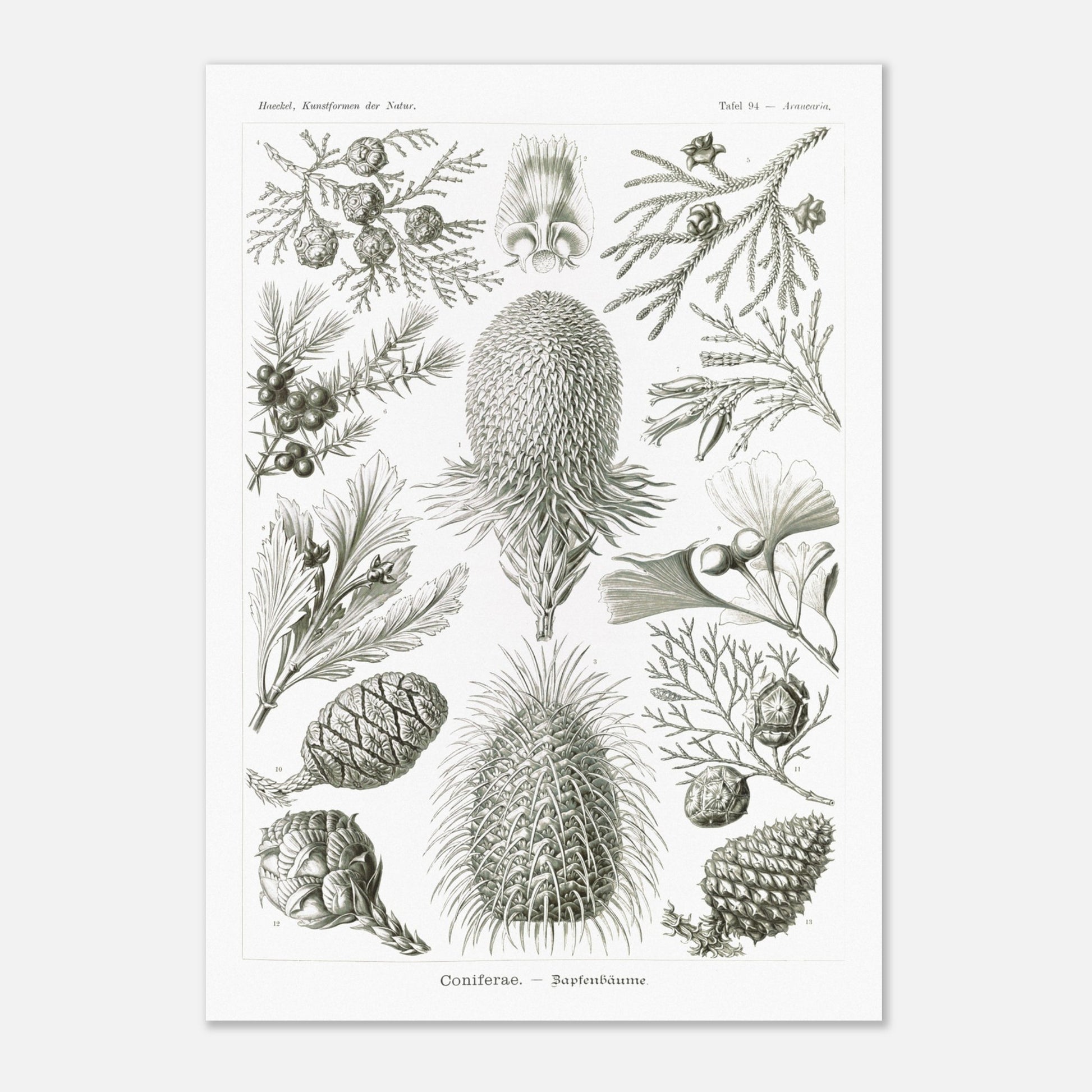 Planche botanique de conifères par Ernst Haeckel (29,7x42 cm (A3)). Planche naturaliste d'Ernst Haeckel présentant diverses espèces de conifères et de cônes, avec des illustrations numérotées de branches, feuilles et cônes de différentes tailles et formes, sur fond blanc.