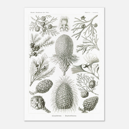 Planche botanique de conifères par Ernst Haeckel (29,7x42 cm (A3)). Planche naturaliste d'Ernst Haeckel présentant diverses espèces de conifères et de cônes, avec des illustrations numérotées de branches, feuilles et cônes de différentes tailles et formes, sur fond blanc.