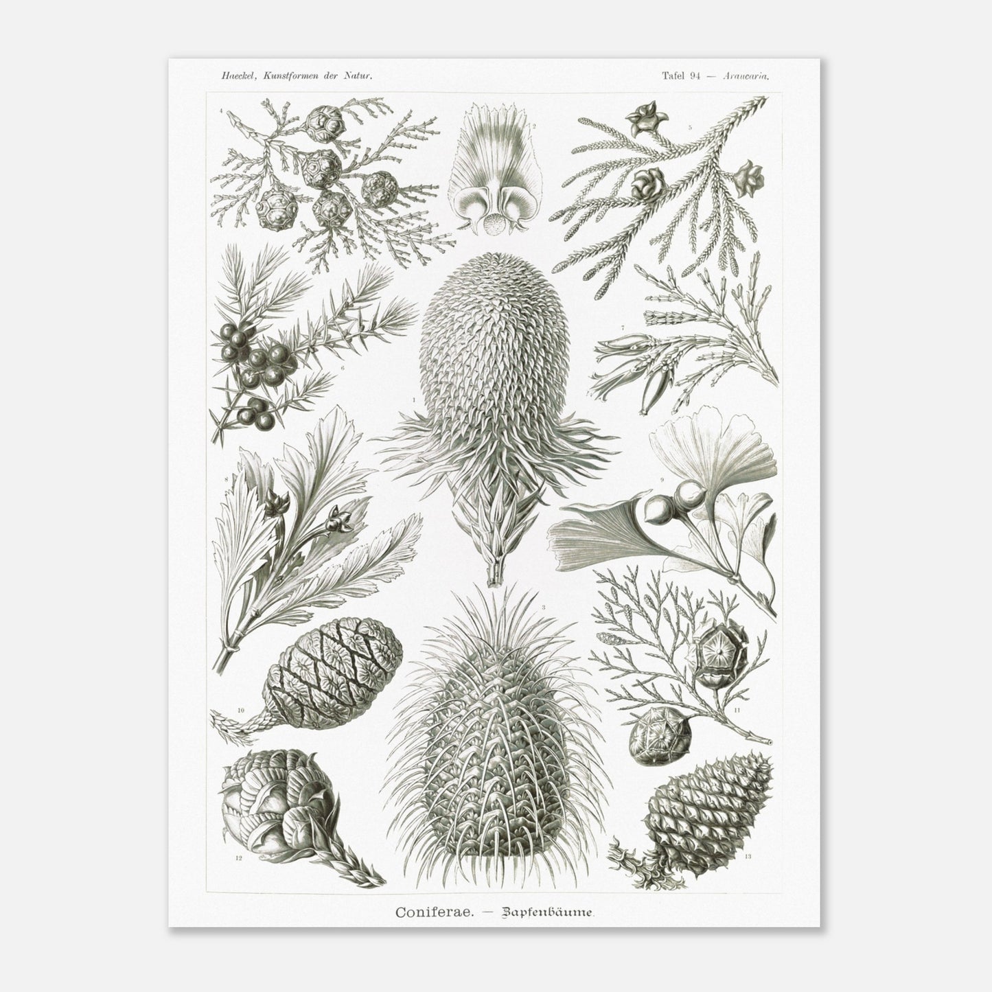 Planche botanique de conifères par Ernst Haeckel (30x40 cm). Planche naturaliste d'Ernst Haeckel présentant diverses espèces de conifères et de cônes, avec des illustrations numérotées de branches, feuilles et cônes de différentes tailles et formes, sur fond blanc.