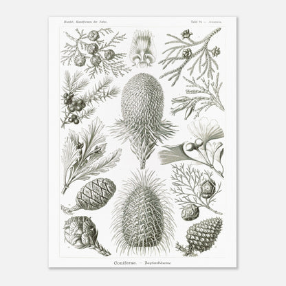 Planche botanique de conifères par Ernst Haeckel (30x40 cm). Planche naturaliste d'Ernst Haeckel présentant diverses espèces de conifères et de cônes, avec des illustrations numérotées de branches, feuilles et cônes de différentes tailles et formes, sur fond blanc.