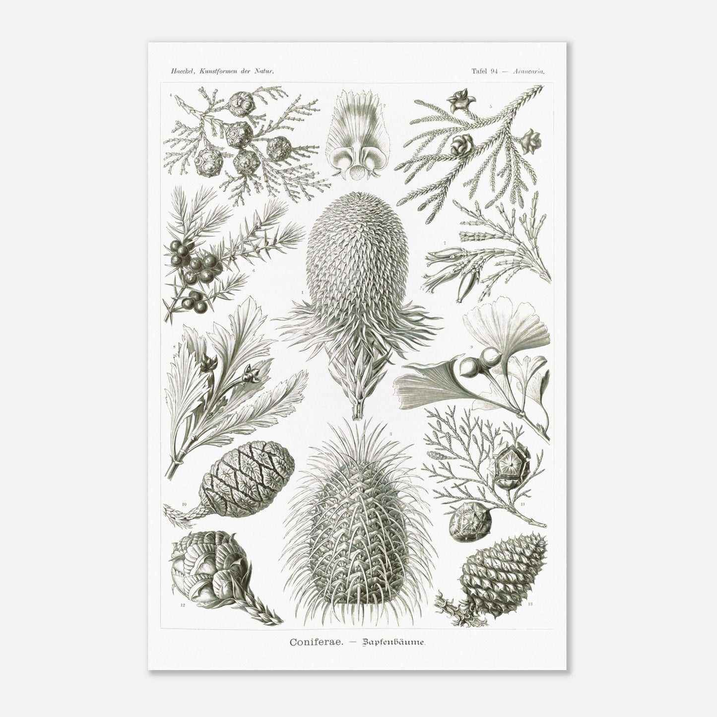 Planche botanique de conifères par Ernst Haeckel (40x60 cm). Planche naturaliste d'Ernst Haeckel présentant diverses espèces de conifères et de cônes, avec des illustrations numérotées de branches, feuilles et cônes de différentes tailles et formes, sur fond blanc.