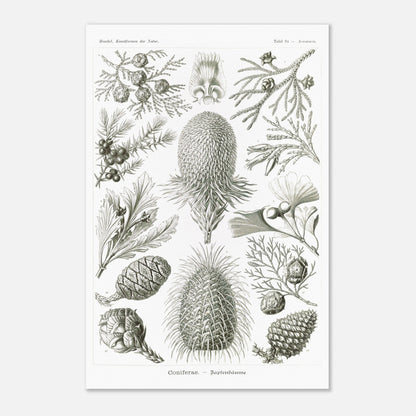 Planche botanique de conifères par Ernst Haeckel (40x60 cm). Planche naturaliste d'Ernst Haeckel présentant diverses espèces de conifères et de cônes, avec des illustrations numérotées de branches, feuilles et cônes de différentes tailles et formes, sur fond blanc.