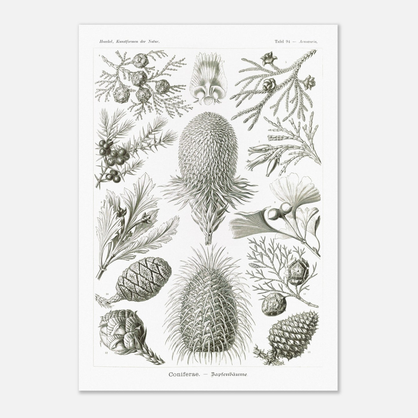Planche botanique de conifères par Ernst Haeckel (42x59,4 cm (A2)). Planche naturaliste d'Ernst Haeckel présentant diverses espèces de conifères et de cônes, avec des illustrations numérotées de branches, feuilles et cônes de différentes tailles et formes, sur fond blanc.
