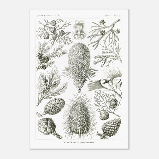 Planche botanique de conifères par Ernst Haeckel (42x59,4 cm (A2)). Planche naturaliste d'Ernst Haeckel présentant diverses espèces de conifères et de cônes, avec des illustrations numérotées de branches, feuilles et cônes de différentes tailles et formes, sur fond blanc.