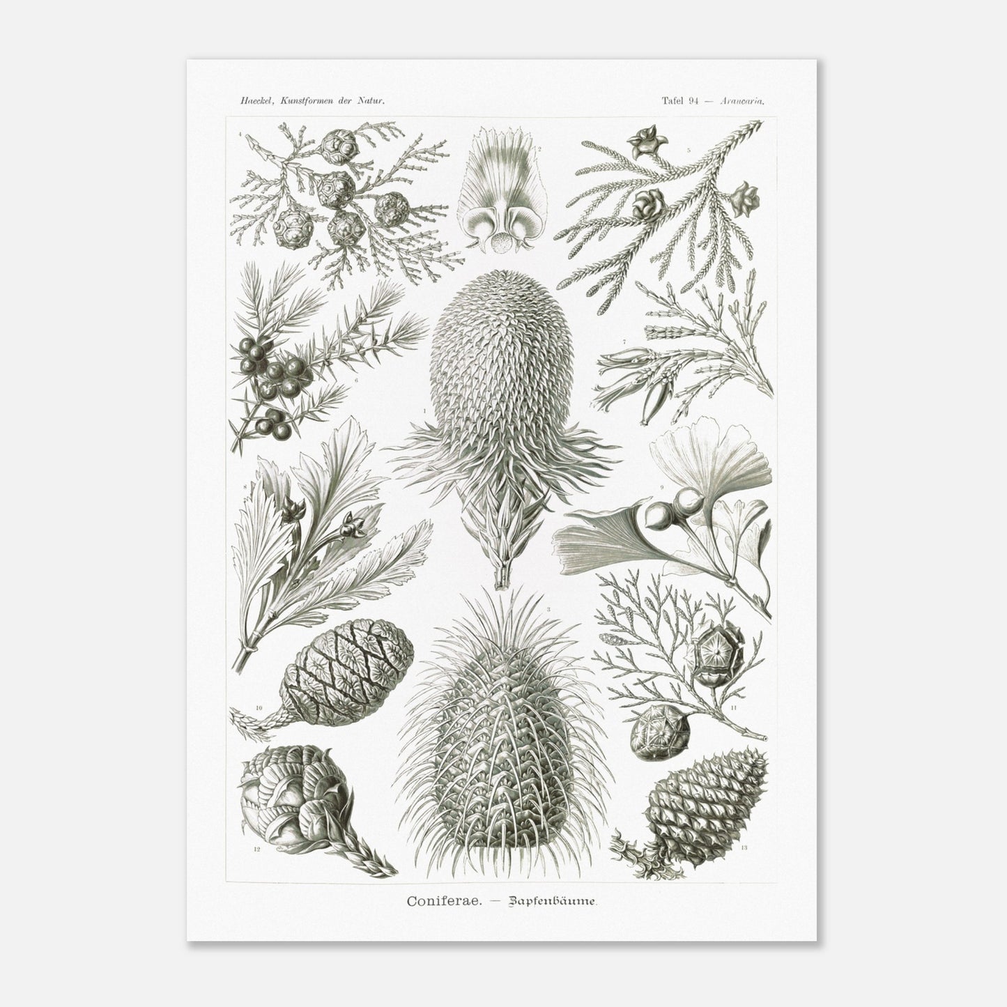 Planche botanique de conifères par Ernst Haeckel (50x70 cm). Planche naturaliste d'Ernst Haeckel présentant diverses espèces de conifères et de cônes, avec des illustrations numérotées de branches, feuilles et cônes de différentes tailles et formes, sur fond blanc.