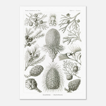 Planche botanique de conifères par Ernst Haeckel (50x70 cm). Planche naturaliste d'Ernst Haeckel présentant diverses espèces de conifères et de cônes, avec des illustrations numérotées de branches, feuilles et cônes de différentes tailles et formes, sur fond blanc.