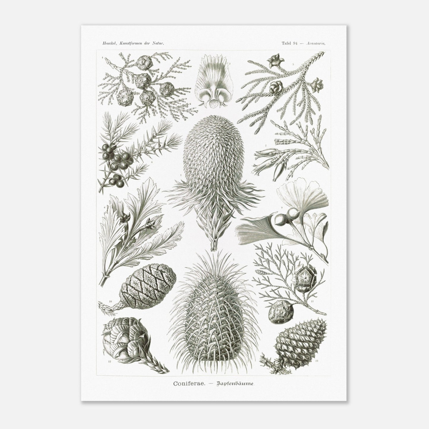 Planche botanique de conifères par Ernst Haeckel (59,4x84,1 cm (A1)). Planche naturaliste d'Ernst Haeckel présentant diverses espèces de conifères et de cônes, avec des illustrations numérotées de branches, feuilles et cônes de différentes tailles et formes, sur fond blanc.