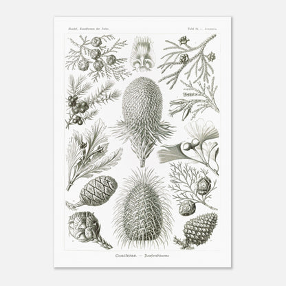Planche botanique de conifères par Ernst Haeckel (59,4x84,1 cm (A1)). Planche naturaliste d'Ernst Haeckel présentant diverses espèces de conifères et de cônes, avec des illustrations numérotées de branches, feuilles et cônes de différentes tailles et formes, sur fond blanc.
