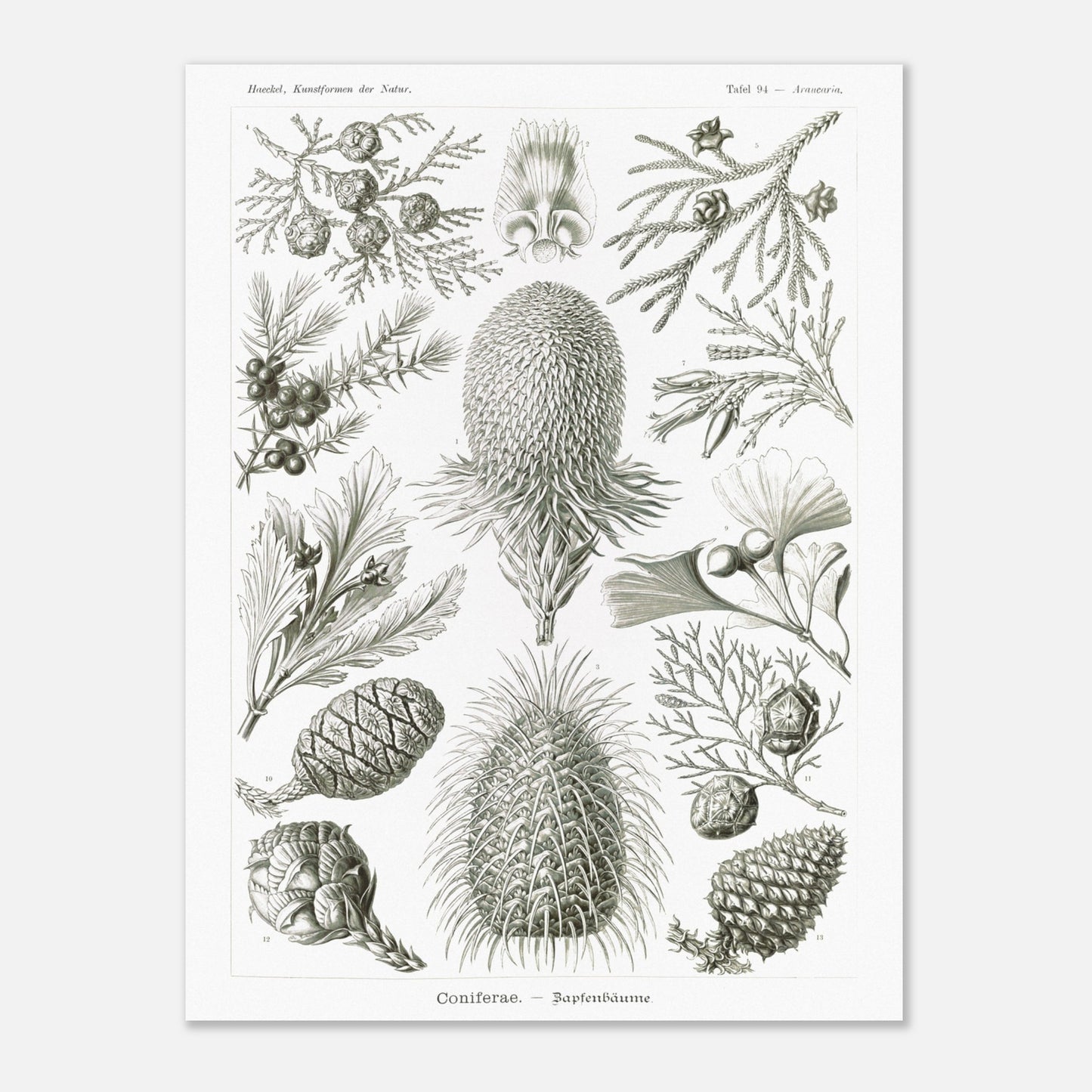 Planche botanique de conifères par Ernst Haeckel (60x80 cm). Planche naturaliste d'Ernst Haeckel présentant diverses espèces de conifères et de cônes, avec des illustrations numérotées de branches, feuilles et cônes de différentes tailles et formes, sur fond blanc.