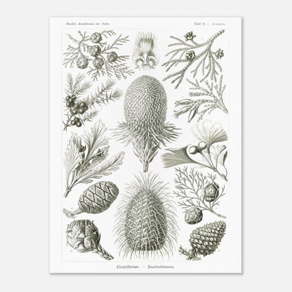 Planche botanique de conifères par Ernst Haeckel (60x80 cm). Planche naturaliste d'Ernst Haeckel présentant diverses espèces de conifères et de cônes, avec des illustrations numérotées de branches, feuilles et cônes de différentes tailles et formes, sur fond blanc.