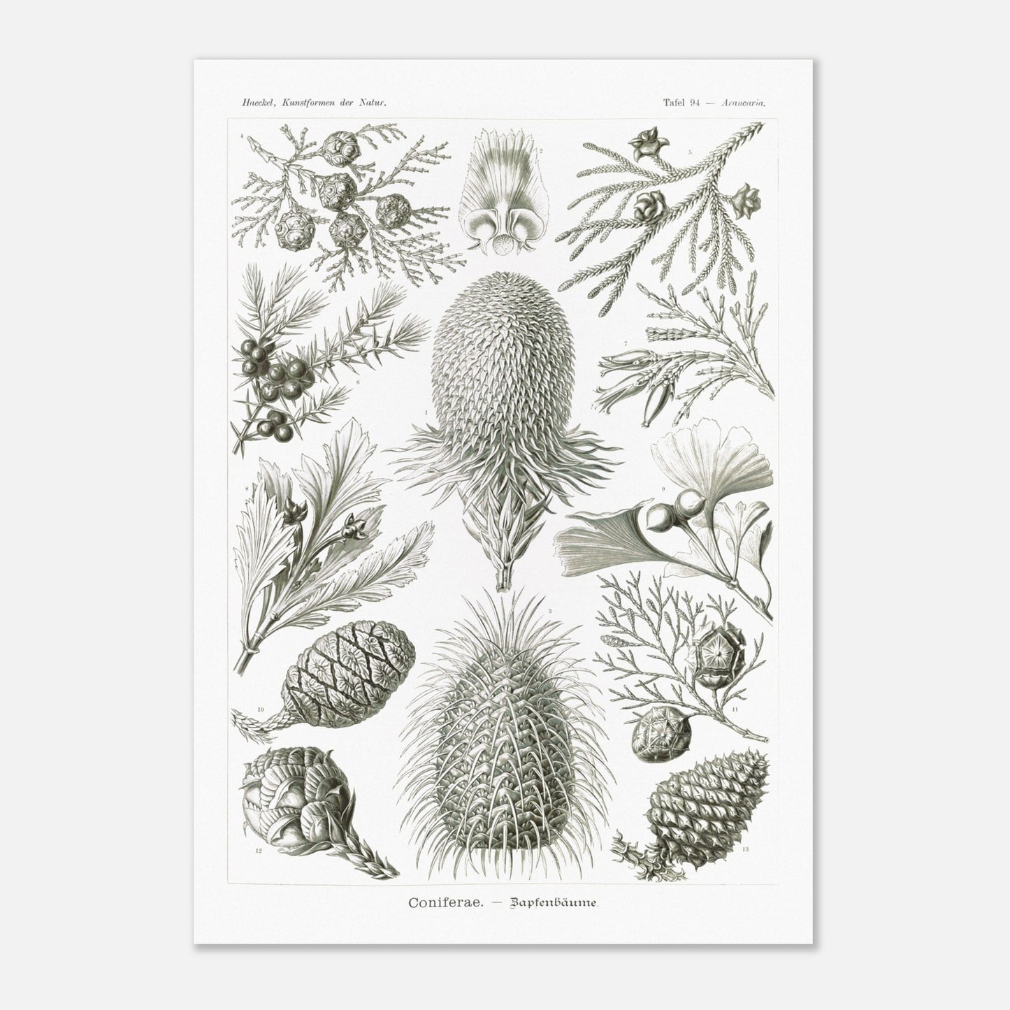 Planche botanique de conifères par Ernst Haeckel (70x100 cm). Planche naturaliste d'Ernst Haeckel présentant diverses espèces de conifères et de cônes, avec des illustrations numérotées de branches, feuilles et cônes de différentes tailles et formes, sur fond blanc.