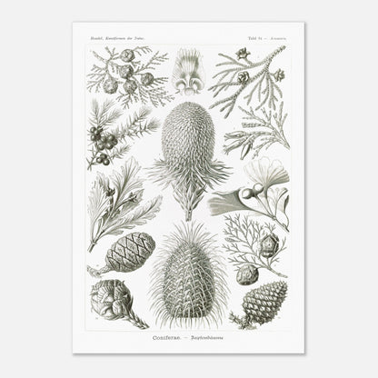 Planche botanique de conifères par Ernst Haeckel (70x100 cm). Planche naturaliste d'Ernst Haeckel présentant diverses espèces de conifères et de cônes, avec des illustrations numérotées de branches, feuilles et cônes de différentes tailles et formes, sur fond blanc.