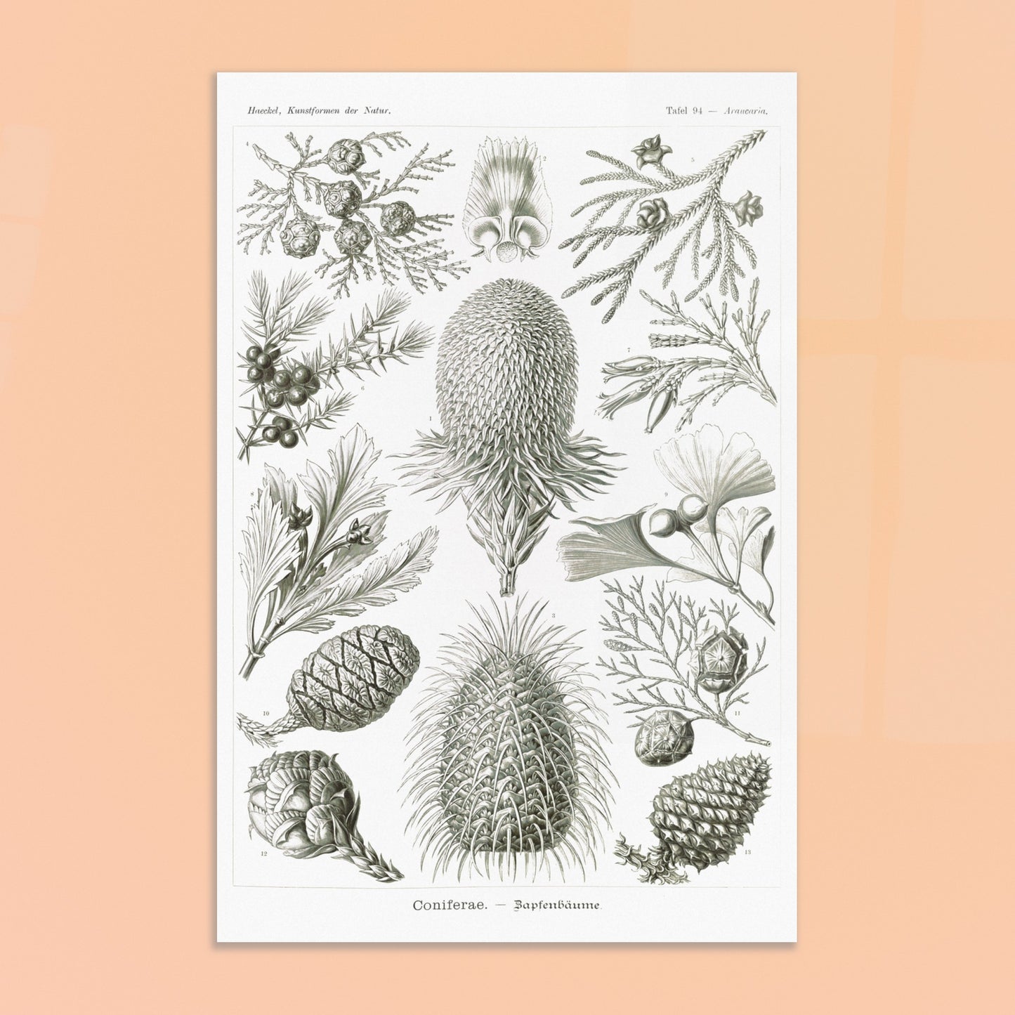 Planche botanique de conifères par Ernst Haeckel. Planche naturaliste d'Ernst Haeckel présentant diverses espèces de conifères et de cônes, avec des illustrations numérotées de branches, feuilles et cônes de différentes tailles et formes, sur fond blanc. Image d'illustration 8